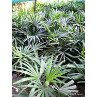 Manufacturers Exporters and Wholesale Suppliers of Rhapis Excelsa Kolkata West Bengal